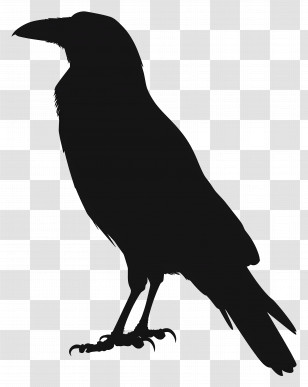 Crow Silhouette - Black Raven Silhouette Design Transparent PNG