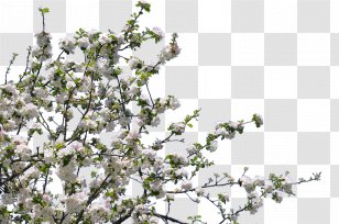 Clip Art Blossom Tree Flower - Cherry Transparent PNG
