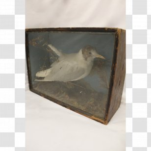 Beak Fauna Feather - Long Box Transparent PNG