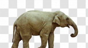 Advertising Campaign Agency Eleven Brandworks Stock Photography - Snout - Elephants And Mammoths Transparent PNG