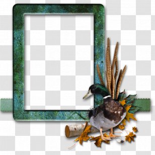 Picture Frames Photography - Ducks Geese And Swans - Fauna Transparent PNG