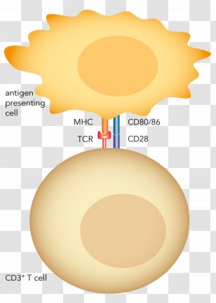 Streptamer T Cell Monoclonal Antibody Polyclonal Antibodies - Reagent Transparent PNG