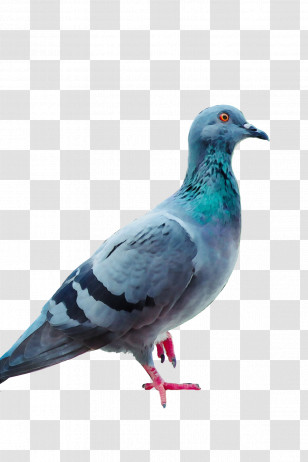 Columbidae Stock Dove Homing Pigeon Birds Racing Homer Transparent PNG