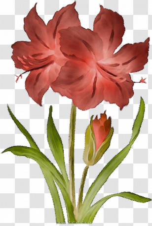 Floral Design Transparent PNG