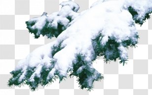 Spruce Fir Christmas Pine - Silhouette Transparent PNG