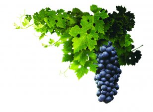 Wine Kyoho Grape Pie - Seed Extract Transparent PNG