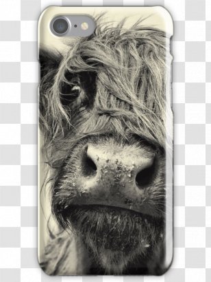 Highland Cattle Scottish Highlands Miniature Beef American - Calf - Cow Skin Transparent PNG