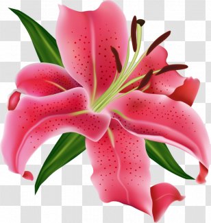 Vector Graphics Stock Photography Illustration Design - Lily Family - Transparent Flowers Flower Clipart Transparent PNG