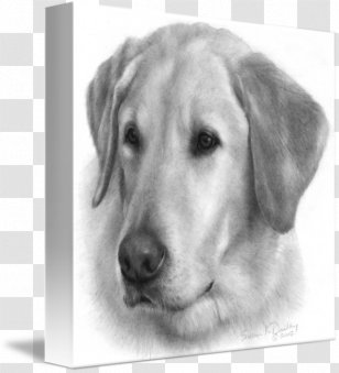 Labrador Retriever Golden Puppy Drawing - Companion Dog - Yellow Lab Transparent PNG
