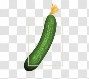 Cucumber Cucurbita Wax Gourd Summer Squash Winter Transparent PNG