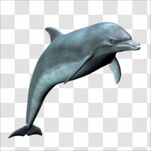 Common Bottlenose Dolphin Wholphin Rough-toothed Tucuxi Short-beaked - Roughtoothed Transparent PNG