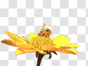 Sunflower Transparent PNG