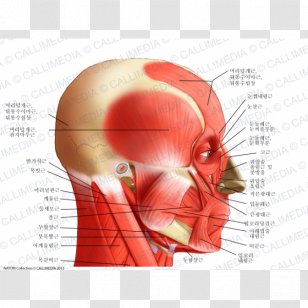Neck Temporoparietalis Muscle Human Body Anatomy - Silhouette - Frame Transparent PNG