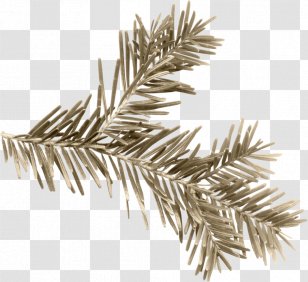 Pine Needles - Christmas Ornament - Fir Transparent PNG