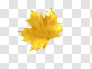 Maple Leaf Autumn Leaves Image - Yellow - Alleviation Background Transparent PNG
