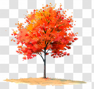 Maple Tree - Beautiful Maple Tree With Autumn Leaves Illustration Transparent PNG