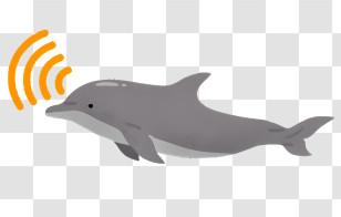 Nature - Dolphin Using Echolocation Transparent PNG