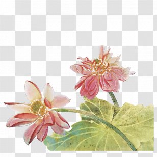 Mid-Autumn Festival Nelumbo Nucifera - Software - Mid Lotus Decorative Material Transparent PNG