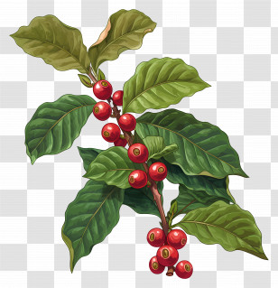 Coffee Plant - Coffee Plant Branch With Red Berries Transparent PNG