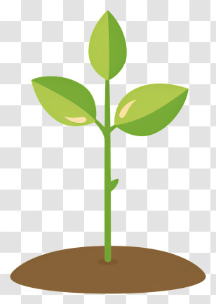 Seedling - Cartoon Green Plant Sprout Illustration Transparent PNG