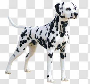 great dane dalmatian puppy