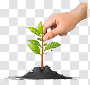 Sketch Line Planting Tree - Hand Planting A Young Tree Transparent PNG
