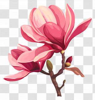 Magnolia Flower - Delicate Blooming Magnolia Flowers Illustration Transparent PNG