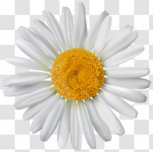 Common Daisy Stock Photography Oxeye Flower - Marguerite Transparent PNG