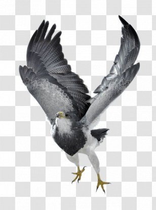 Bird Of Prey Northern Goshawk Eagle Photography - Feather Transparent PNG