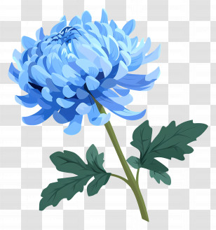 Blue Chrysanthemum - Elegant Blue Chrysanthemum Flower Illustration Transparent PNG