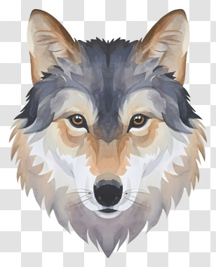 Gray Wolf - Wolf Face Illustration In Artistic Style Transparent PNG