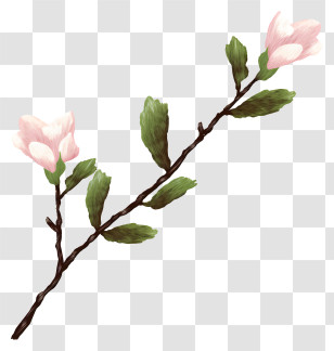 Branch - Flowering Pink Blossom Branch Transparent PNG