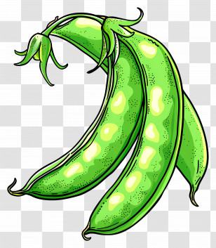 Sugar Snap Peas - Green Pea Pods In Detailed Illustration Transparent PNG