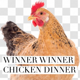 Brahma Chicken Rooster Gender Egg Incubation Video Female Vector Chick Transparent Png