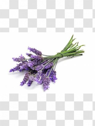 English Lavender Oil DoTerra Essential - Lavanda Transparent PNG