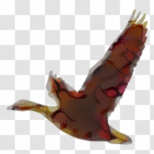 Chicken Swans Goose Duck Bird - Water - Ducks Geese And Transparent PNG