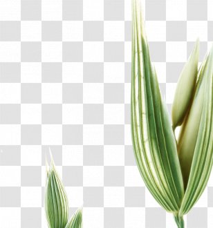 Oat Milk Shampoo Hair Klorane Transparent PNG