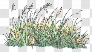 Lawn Grass - Illustration Of Grassy Plants In Nature Transparent PNG