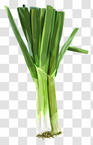 Green Leek - Illustration Of Fresh Green Onions Transparent PNG
