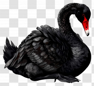 Black Swan - Black Swan Illustration Transparent PNG