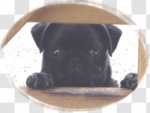 Pug Puppy Dog Breed Collar Toy Transparent PNG