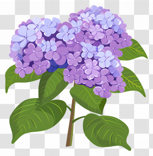 Hydrangea Shrub - Purple Hydrangea Flower Illustration Transparent PNG