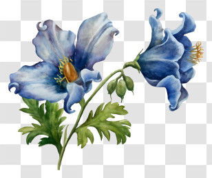 Blue Flower - Beautiful Blue Flower In Bloom Transparent PNG