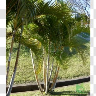 Areca Palm Living Room House Kitchen - Table Transparent PNG