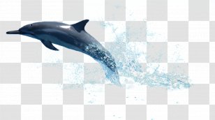 La Plata Dolphin Clip Art - Rough Toothed Transparent PNG