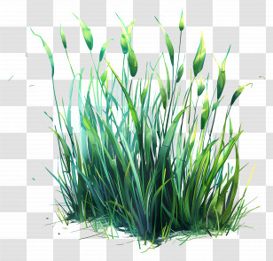 Grass Field - Cattail Grass Stalks In Nature Transparent PNG