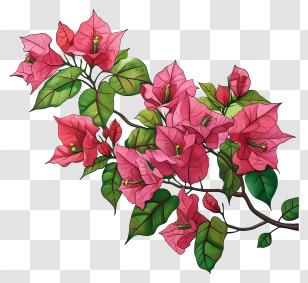 Vector Draw Design - Pink Bougainvillea Flowers Transparent PNG