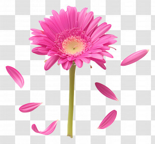 Single Pink Gerbera Daisy - Vibrant Pink Gerbera With Falling Petals Transparent PNG