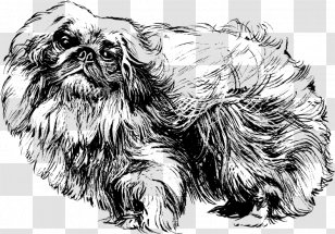 Pekingese Shih Tzu Papillon Dog Pomeranian Poodle - Coloring Book Transparent PNG