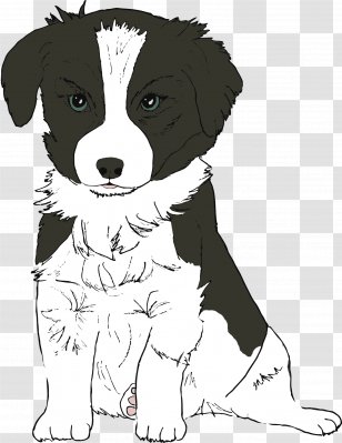 Dog Breed Border Collie Puppy Companion Rough - Carnivoran - Sketch Transparent PNG